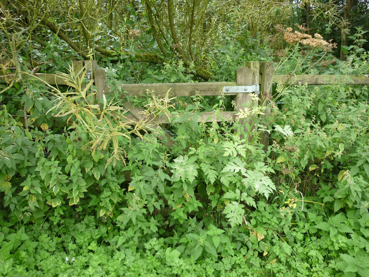 Photograph: Overgrown