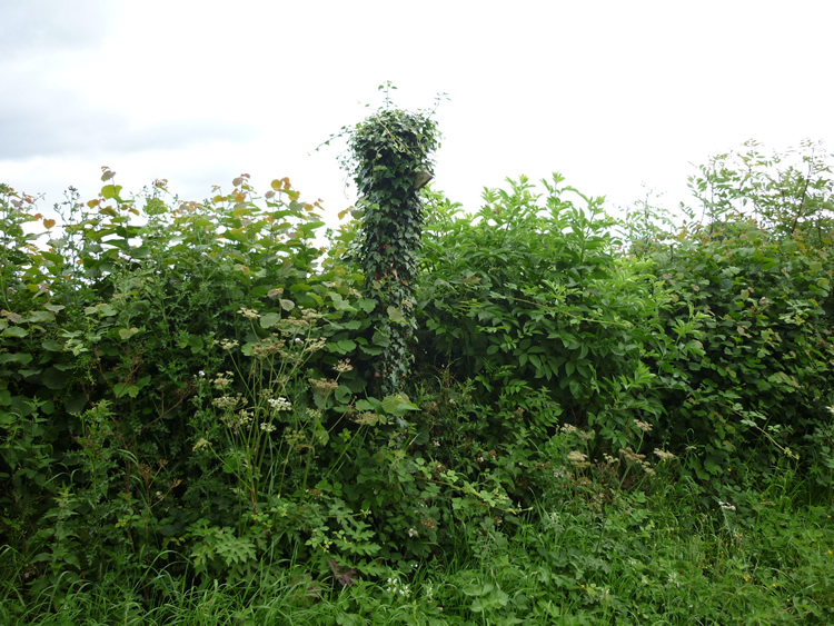 Photograph: 2009: Sign invisible, covered in ivy