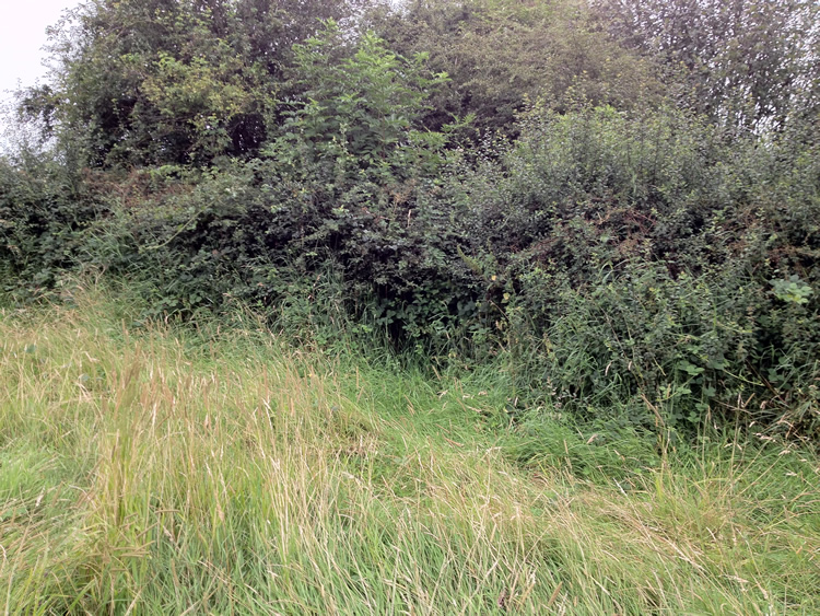 Photograph: Overgrown